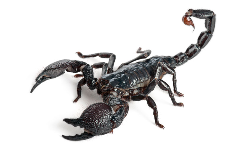 Migrating from Scorpion CMS to WordPress: Benefits